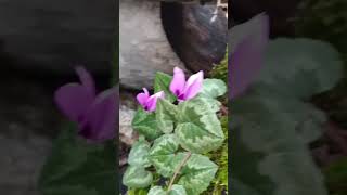 Hiç Bir Dert Yoktur Ki Dermanı Bulunmuş Olmasın .