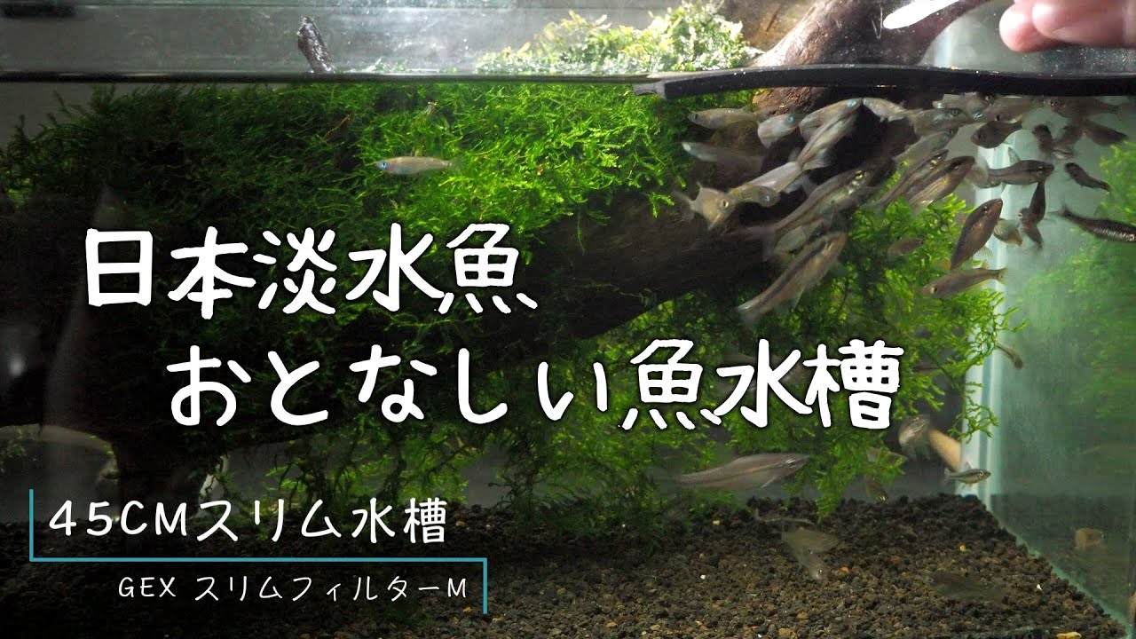 日淡水槽【タナゴ・メダカ・ムギツク・モツゴ・カマツカ】おとなしい魚