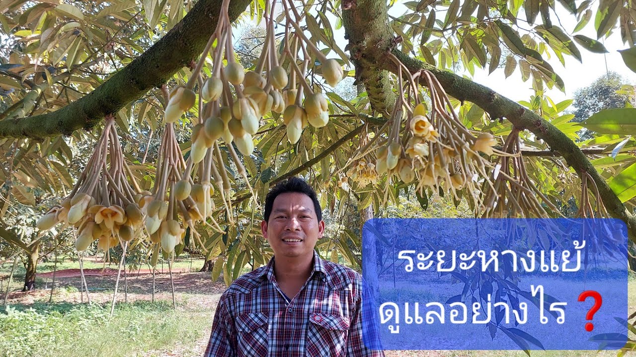 ทุเรียนระยะหางแย้  ดูแลอย่างไร #ทุเรียน @CoachManoch | มาโนชโค้ชทุเรียน