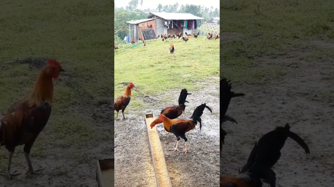 AEJ GAMEFARM RANGING AREA