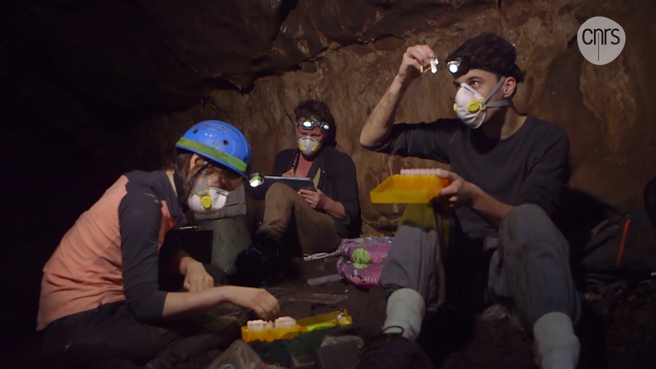 CNRS: Poissons mexicains Un oeil sur l'évolution - YouTube