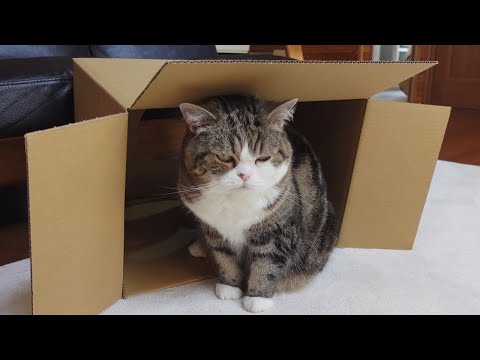 箱に入り損ねて気まずいねこ。-Maru feels awkward because he failed to get into the box.-