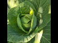 Yeshua 🎶 #growingcabbage