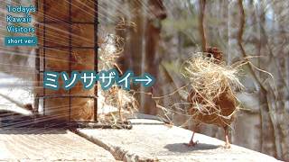 ミソサザイ、大量の巣材をどこかに運んでいく・・・！