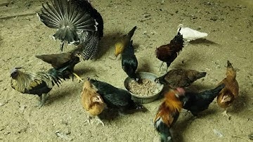 Qaib Hmoob my Hmong chickens