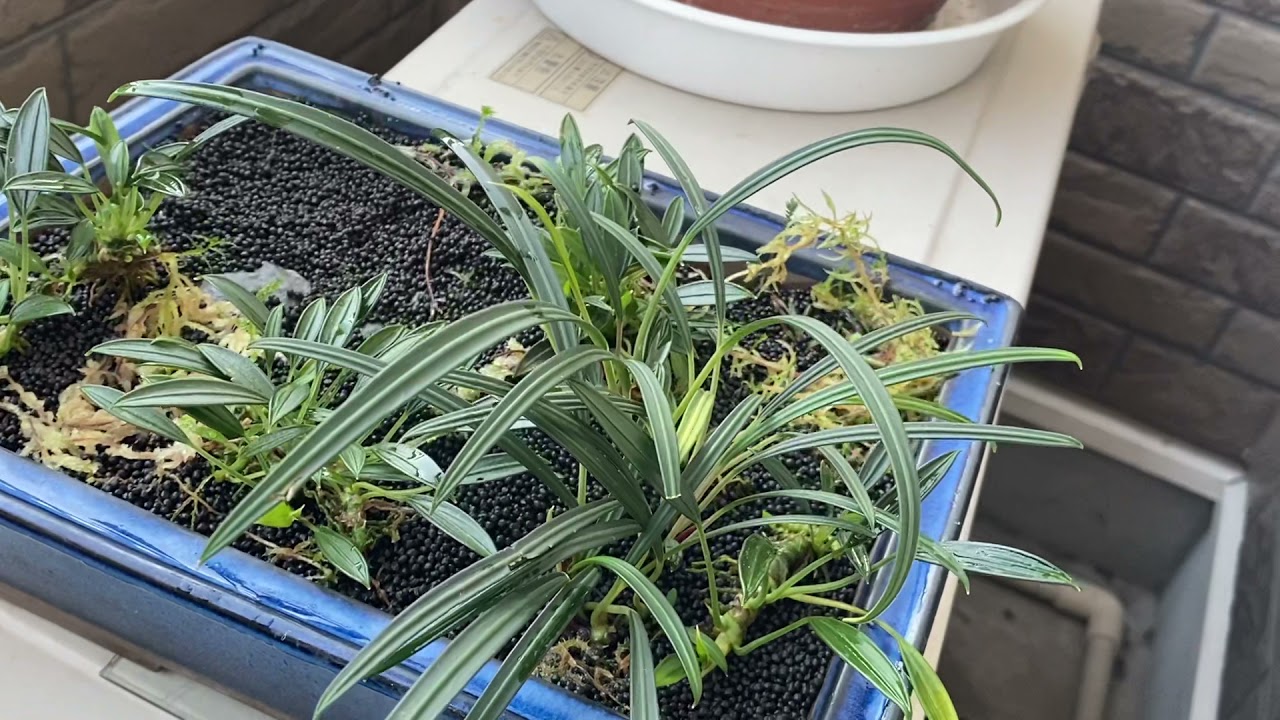 アリダルム  Aridarum 寄せ植え