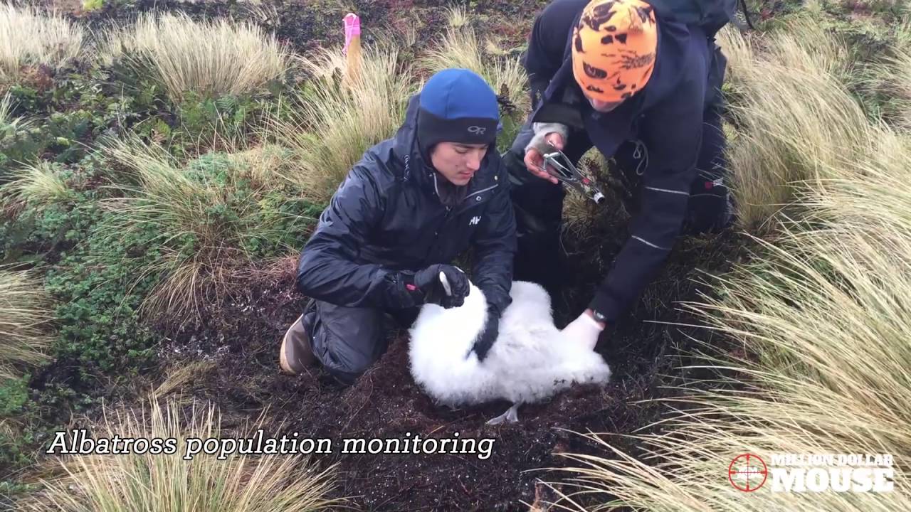 camera iphone 8 plus apk Avian and Invertebrate Monitoring - Antipodes Island