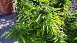 Update on north genetics