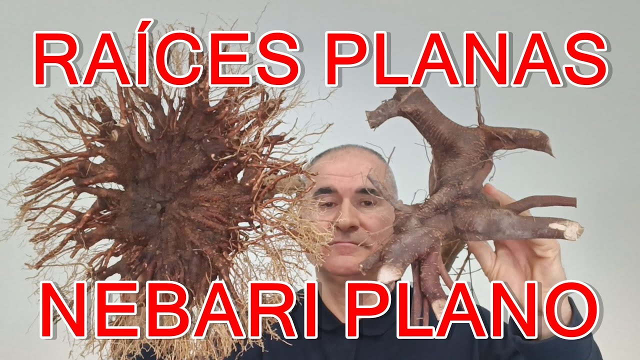 Diferencias entre nebari plano y raíces planas