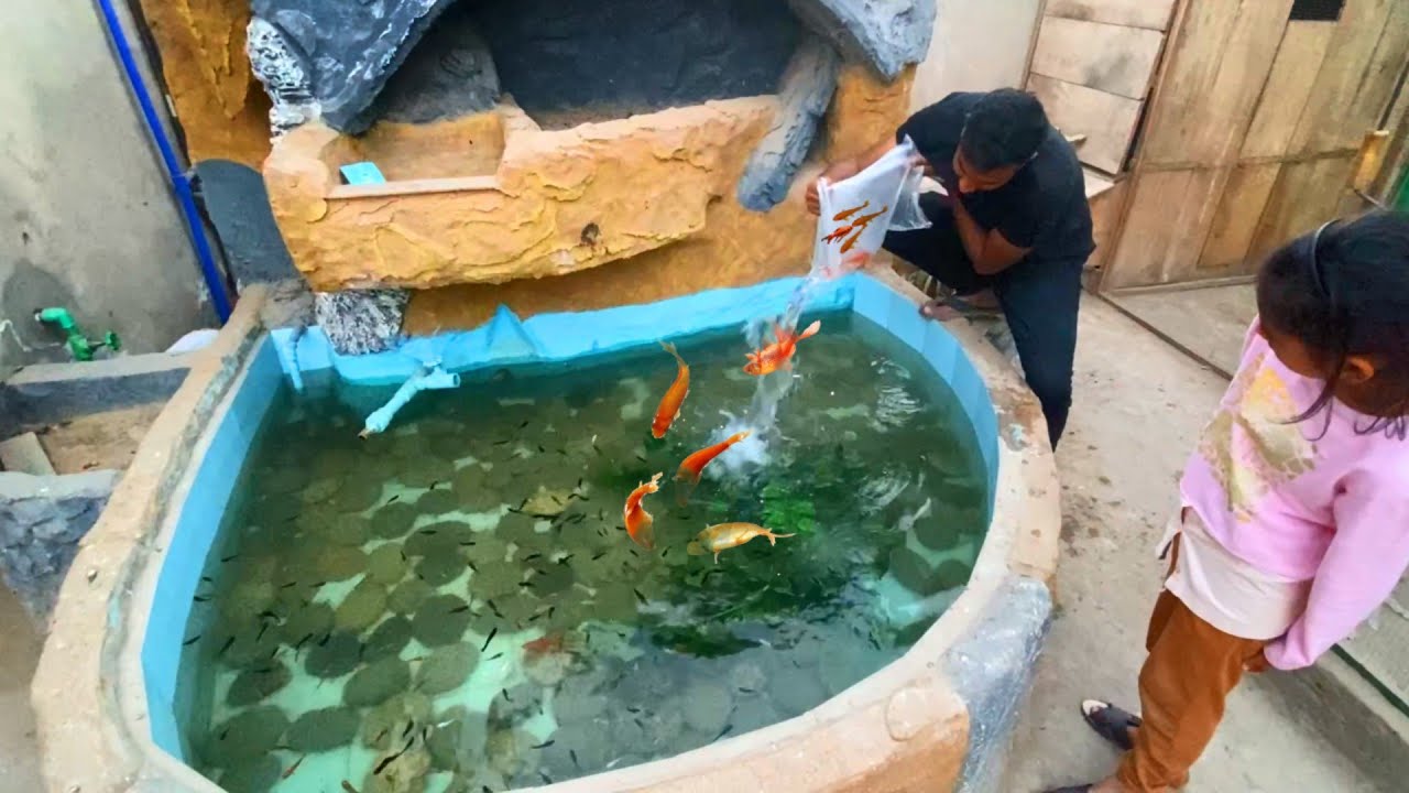 Aj Fountain Main Orange Fishes Chor di🍊
