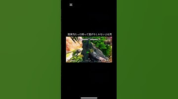 #apex #バリスティック#アリーナデュエル