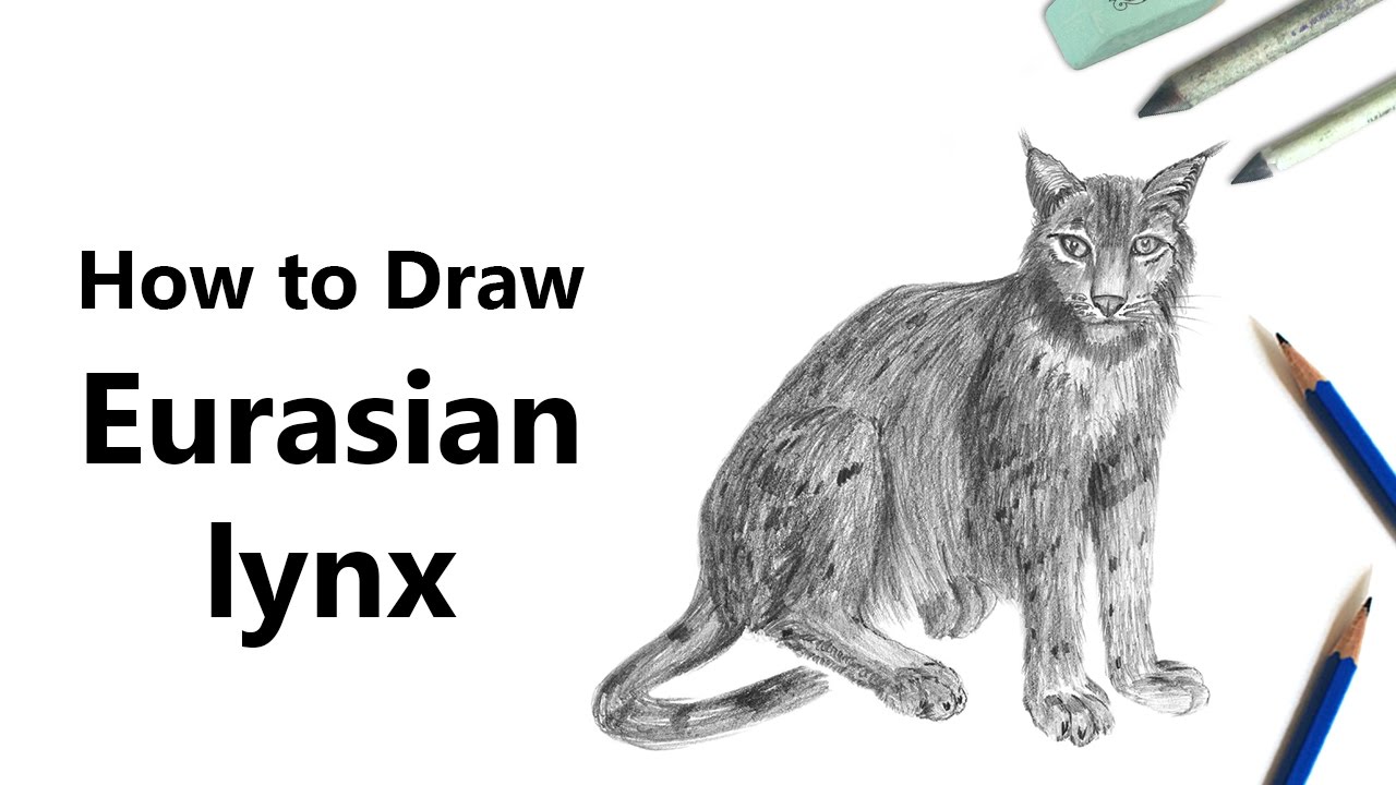 Beautiful How To Draw A Lynx Step By Step Easy - hd wallpaper