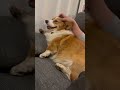 ヘッドマッサージを受けるコーギーのラッキー