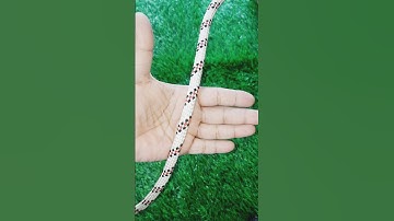 Easy Mid Line Loop Knot ! Knotskill ! #shorts