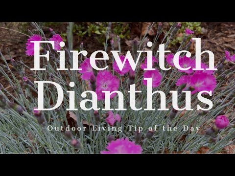 Video: Vuurheks Dianthus-versorging: kweek vuurheksblomme in die tuin