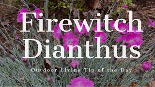 Firewitch Dianthus - Outdoor Living Tip of the Day
