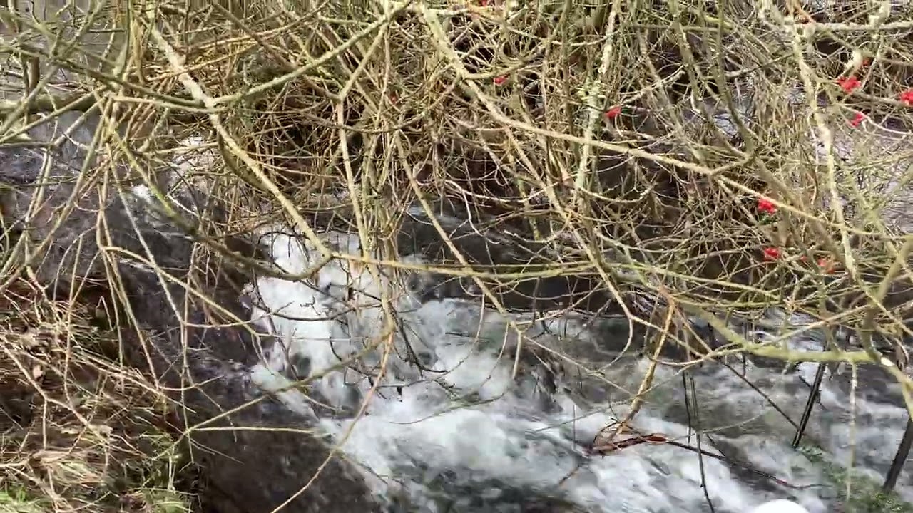 Flowing river sound Nature vibes #nature 