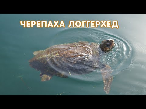 Черепаха логгерхед (Caretta caretta)