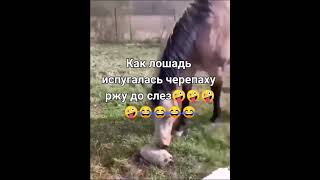 как лошадь испугалась черепаху .ржу до слез😀😀😀