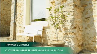 Cultiver un arbre fruitier nain sur votre balcon ou votre terrasse - Truffaut