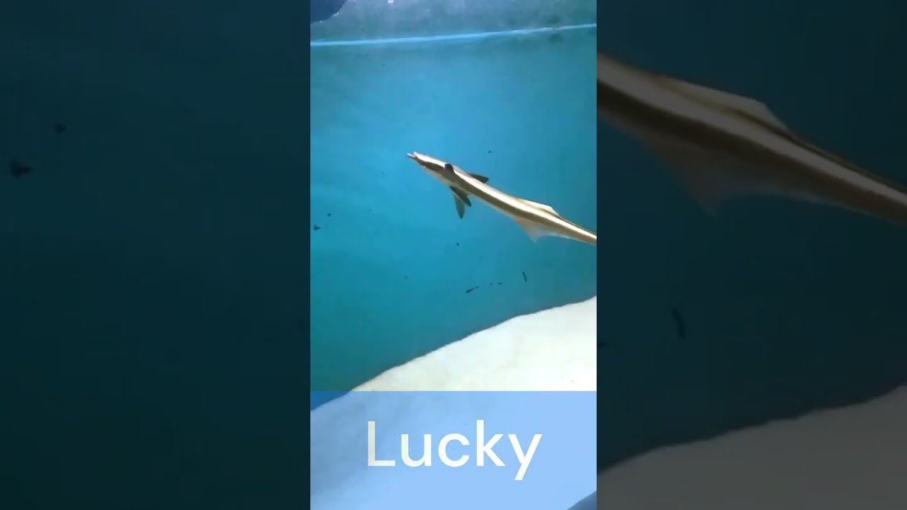 Underwater Fish Tunnel Exhibition in Vizag Part ~ 1🔥| Exhibition🤩 