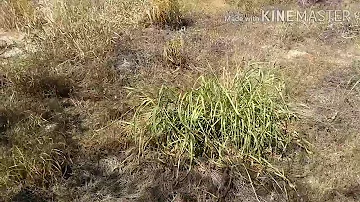 Para que serve a plantação do pasto?
