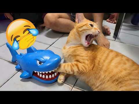 Most Hilarious Cat Moments of 2026 Caught on Camera 😺