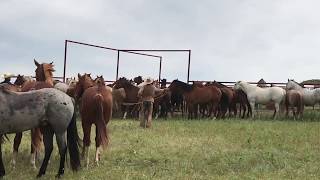 Spring Workin  Rodeo Time 142