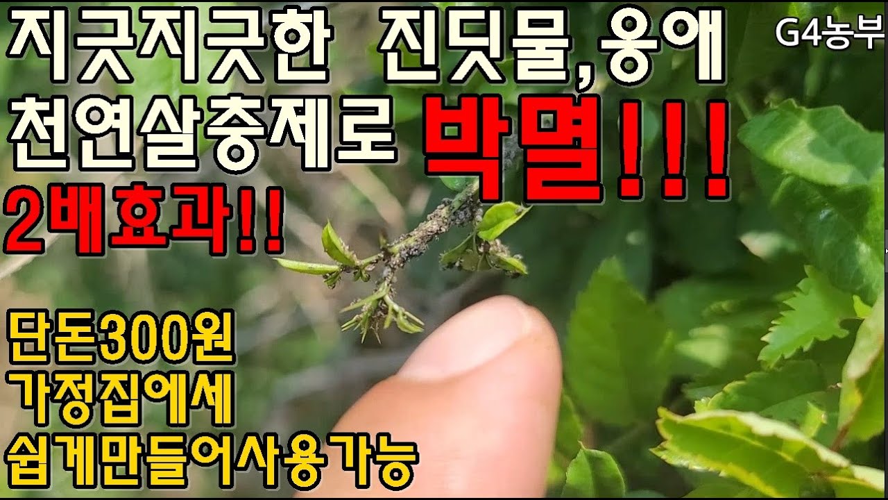 123.세계에서 인정받는 천연 살충제를 직접 만드는 4가지 쉬운 방법입니다