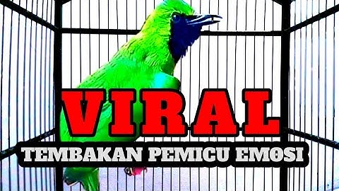 Ini Baru Masteran Cucak Ijo Mewah‼️Besetan & Roll Tembak Kasar Paling Dicari