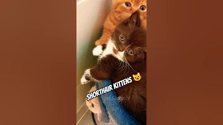 Video 11100891: british shorthair cat kitten, british shorthair golden kitten, british shorthair black kitten, cute british shorthair kitten, funny british shorthair kittens, shorthair funnycat