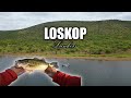 Post spawn loskop lunkers  day 1