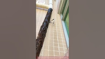 How Banyan Tree Roots Clogged This Drainpipe