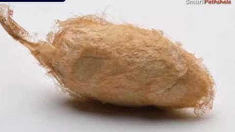 NCERT CBSE Class 7 Science Chapter 3 Fibre to Fabric