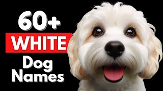 Unique White Dog Names by Wellness for Pets 608 views 3 months ago 8 minutes, 15 seconds