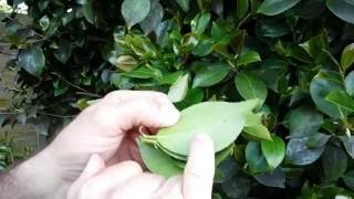 What is the Black on my Leaves, Sooty Mould on Camellias