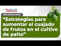 ESTRATEGIAS PARA AUMENTAR EL CUAJADO DE FRUTOS EN EL CULTIVO DE PALTO