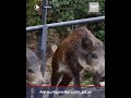خنازير برية تهاجم شاكيرا