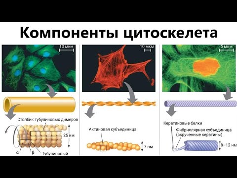 Компоненты цитоскелета: микротрубочки, микрофиламенты, промежуточные филаменты