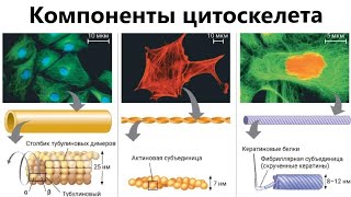 Компоненты цитоскелета: микротрубочки, микрофиламенты, промежуточные филаменты