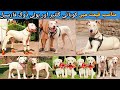 Mini zoo mai aik barha dog setup  pk animals vlog