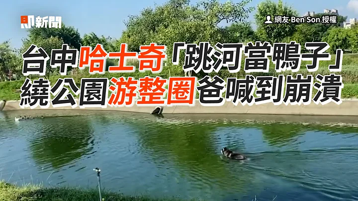 哈士奇“跳河当鸭子”绕公园游整圈　爸喊到崩溃...｜二哈｜贪玩｜精选影片 - 天天要闻