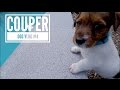 Meet Couper: The Jack Russell Puppy // Dog Vlog #4