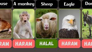 Halal and Haram Animals in Islam Explained