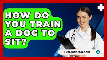 How Do You Train a Dog to Sit? - PetGuide360.com