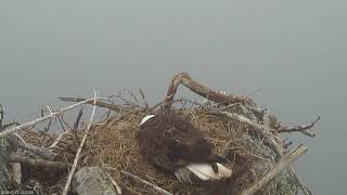 Two Harbors Bald Eagle Cam 03-13-2018 11:58:31 - 12:58:33