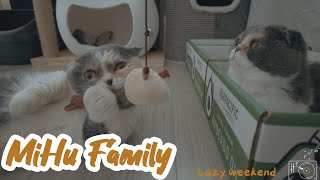 [Cats Diary] Lazy weekend ｜Daily Records, Chill Music, Background, Work, Sleep, Cat Videos, Cats by Mihu family Take a break 131 views 1 month ago 18 minutes