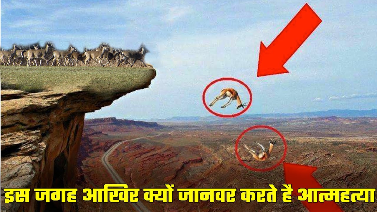 Why do animals commit suicide at this place? | इस जगह आखिर क्यों जानवर करते है आत्महत्या 
