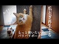 バリバリボード（爪とぎ）を再生（？）する飼い主と　お手伝いする猫【犬と猫Vlog467 】