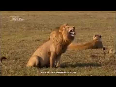 En komik hunharca gülen aslan